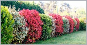 ornamental hedge shrubs