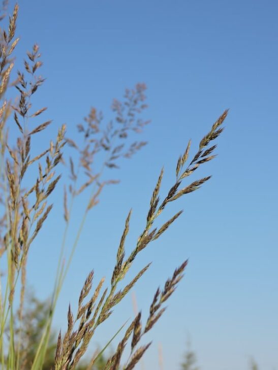 Calamagrostis acutiflora 'Karl Foerster' flower Shop Calamagrostis_acutiflora_'Karl_Foerster'