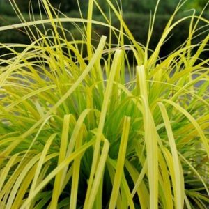 Everillo Japanese sedge grass - Carex oshimensis 'Everillo'