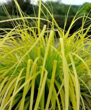 Everillo Japanese sedge grass - Carex oshimensis 'Everillo'