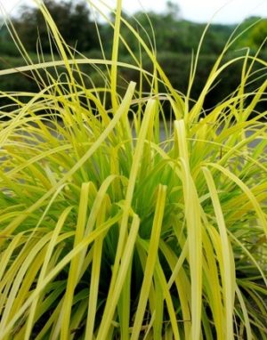 Everillo Japanese sedge grass - Carex oshimensis 'Everillo'
