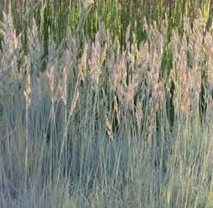 Festuca ovina ‘Elijah Blue’ in bloom Festuca ovina ‘Elijah Blue’ in bloom