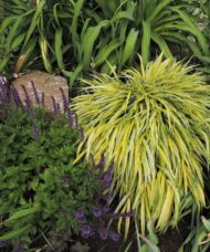 Hakonechloa macra 'Aureola' in the garden