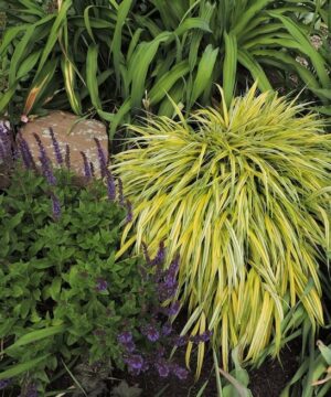 Hakonechloa macra 'Aureola' in the garden