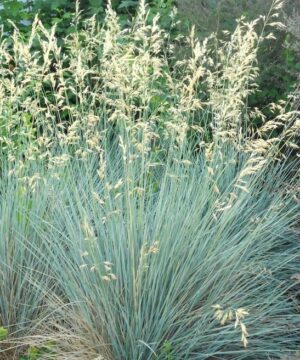 Blue Oat Grass - Helictotrichon sempervirens