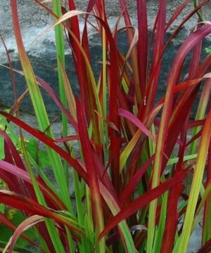 Imperata cylindrica 'Red Baron'