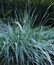 Leymus arenarius 'Blue Dune'