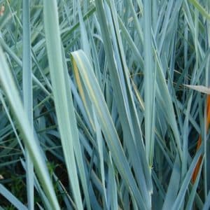 Blue Lyme Grass - Leymus arenarius - Elymus arenarius