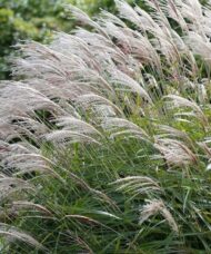 Maiden Grass Miscanthus sinensis 'Gracillimus'