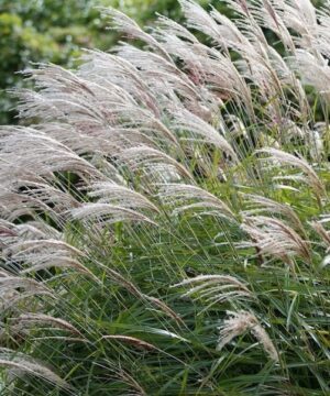 Maiden Grass Miscanthus sinensis 'Gracillimus'