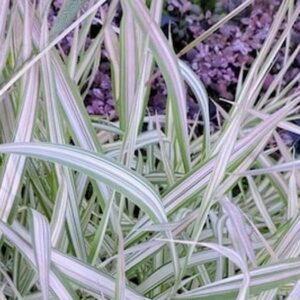Shop Phalaris arundinacea 'Feesey', Buy Phalaris arundinacea 'Feesey', Strawberry & Cream Ribbon Grass for sale