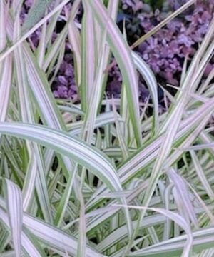 Shop Phalaris arundinacea 'Feesey', Buy Phalaris arundinacea 'Feesey', Strawberry & Cream Ribbon Grass for sale