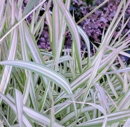 Shop Phalaris arundinacea 'Feesey', Buy Phalaris arundinacea 'Feesey', Strawberry & Cream Ribbon Grass for sale