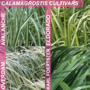 Calamagrostis cultivars, comparison of leaf colour of Overdam, Avalanche, Eldorado, Karl Forester