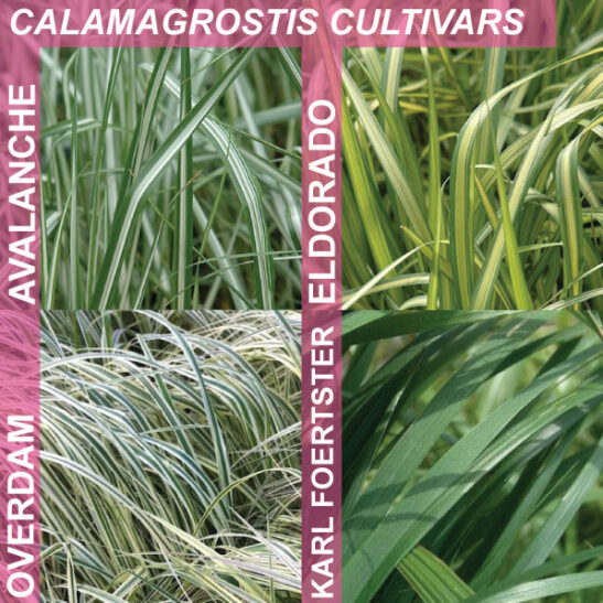 calamagrostis-cultivars Calamagrostis cultivars, comparison of leaf colour of Overdam, Avalanche, Eldorado, Karl Forester