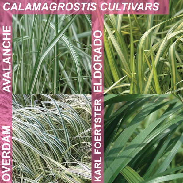 Calamagrostis cultivars, comparison of leaf colour of Overdam, Avalanche, Eldorado, Karl Forester