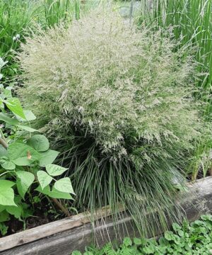 Deschampsia cespitosa 'Bronzeschleier'