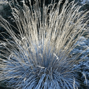 Small mound of Blue Oat Grass with fine, blue foliage and wheat coloured flower stems and inflorescences.