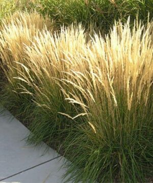 karl foerster feather reed grass plant