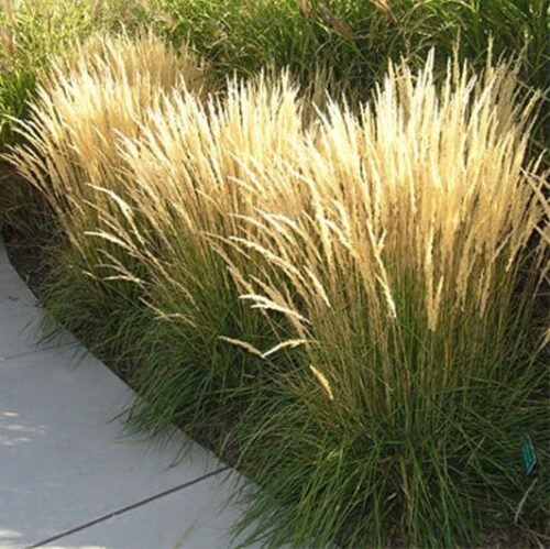 karl foerster feather reed grass plant