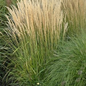 Karl Foerster Feather Reed Grass | Calamagrostis acutiflora 'Karl Foerster'