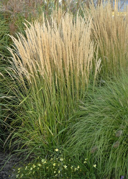 Karl Foerster Grass Feather Reed Grass Karl Foerster Feather Reed Grass | Calamagrostis x acutiflora 'Karl Foerster'