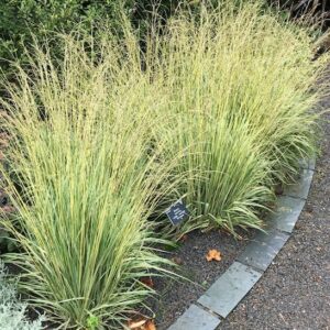 Two clumps of Variegated Moor Grass planted in a border.