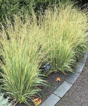 Two clumps of Variegated Moor Grass planted in a border.