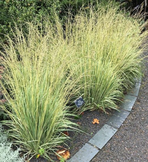 Two clumps of Variegated Moor Grass planted in a border.