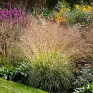 Variegated Moor Grass with tall blooms, planted in a colourful mixed border.