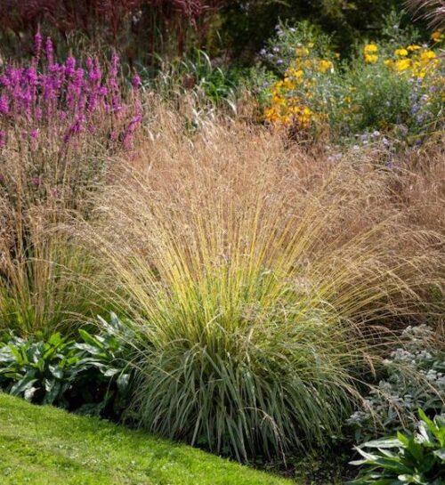 Variegated Moor Grass | Molinia caerulea 'Variegata' | CANADA