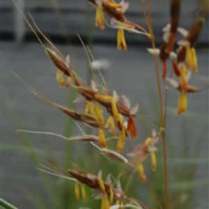 Indian Grass Flowers - Sorghastrum nutans