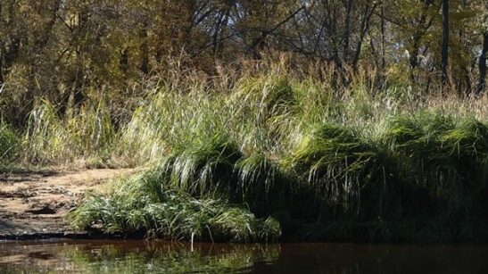 spartina-pectinata-planting spartina-pectinata-planting
