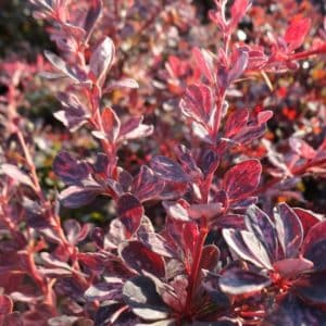 Berberis thunbergii ‘Rose Glow’_foliage