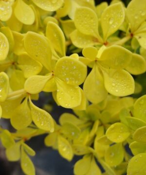 Berberis thunbergii 'aurea nana'