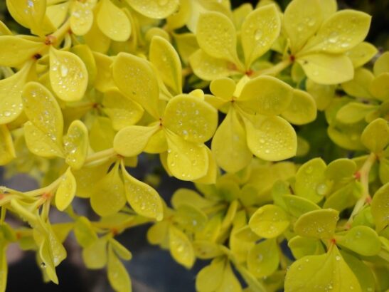 Berberis thunbergii 'aurea nana'