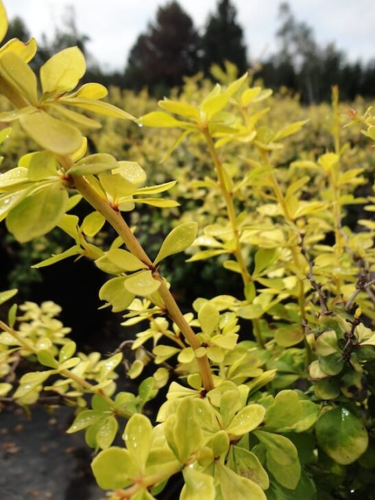 Berberis thunbergii 'Aurea Nana' foliage 2 Berberis thunbergii 'Aurea Nana' foliage 2