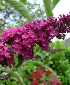 Buddleja davidii Royal Red flower