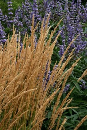 Calamagrostis acutiflora 'Karl Foerster' flower Calamagrostis acutiflora 'Karl Foerster'