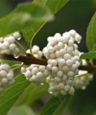 White beautyberry, Callicarpa dichotoma f. albifructa, white fruit