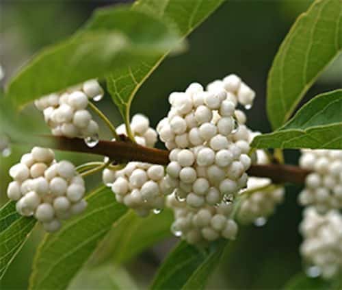 White beautyberry, Callicarpa dichotoma f. albifructa, white fruit