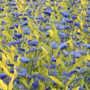 Caryopteris x clandonensis Worcester Gold 300x300 - Order Plants Now