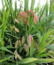 Chasmanthium latifolium foliage & flowers - Northern Sea Oats