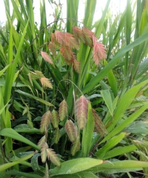 Chasmanthium latifolium foliage & flowers - Northern Sea Oats