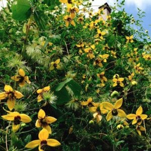Golden Clematis - Clematis tangutica - yellow flowers