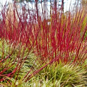 Cornus alba ‘Elegantissima’ Variegated Red Twig Dogwood