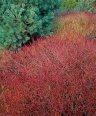Cornus sericea 'Kelsey'
