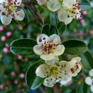Cotoneaster dammeri, Bearberry Cotoneaster