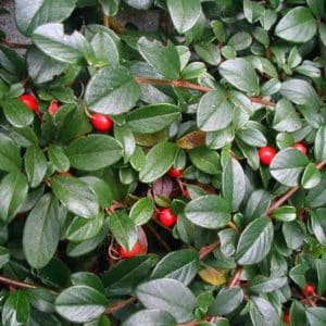 Cotoneaster dammeri foliage & fruit