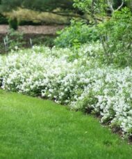 Deutzia crenata 'Nikko'
